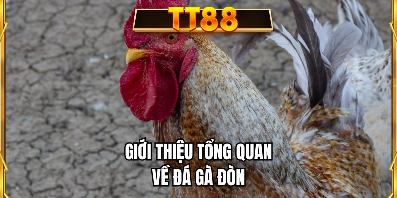Giới thiệu tổng quan về đá gà đòn